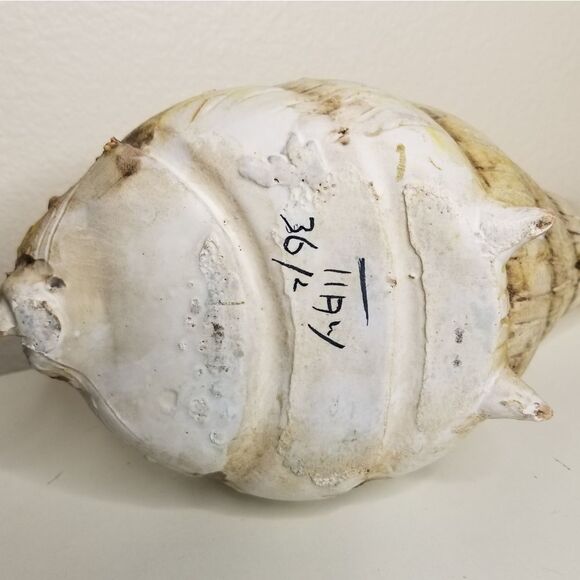 UNIQUE Conch Shell Planter Nautical Sealife Coastal Beach House Decor Italy 36/2 - Picture 11 of 12